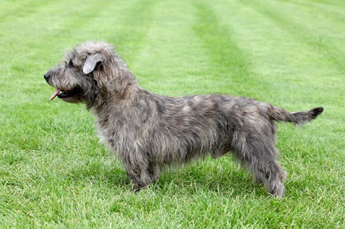 An Irish Glen of Imaal Terrier, one of the native Irish dog breeds.