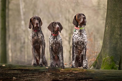 Three German short haired pointers out for a hunt.