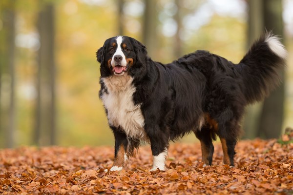 at what age is a bernese mountain dog full grown