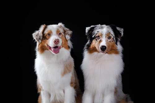 One older and one younger dog waiting for a Bil-Jac treat.