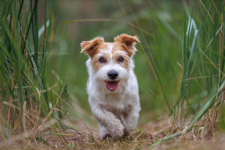 What to Feed Dogs with Sensitive Stomachs and Itchy Skin