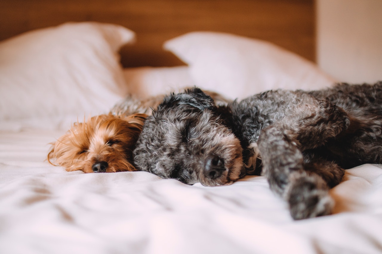 what does it mean if your dog sleeps a lot