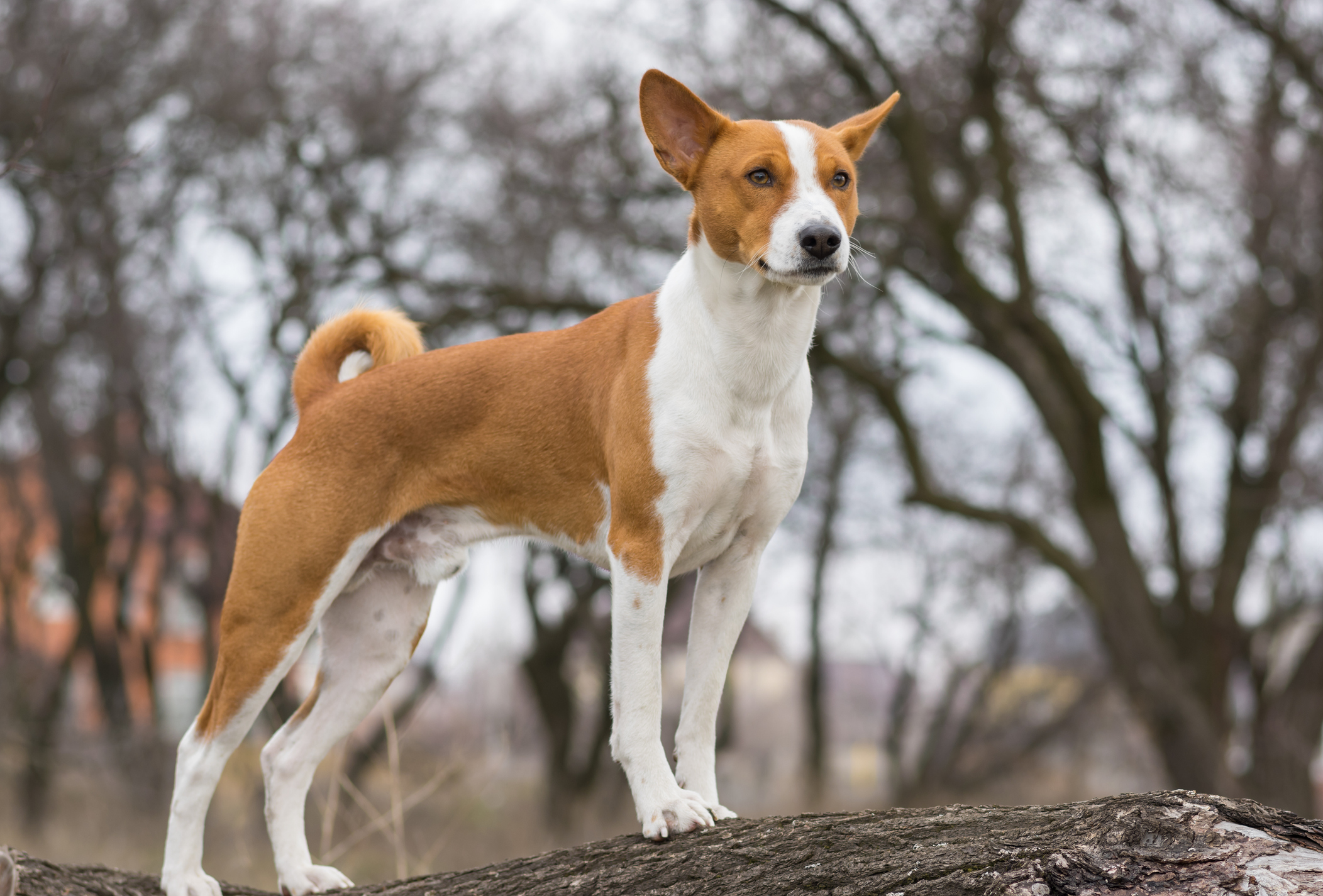 is basenji a natural breed