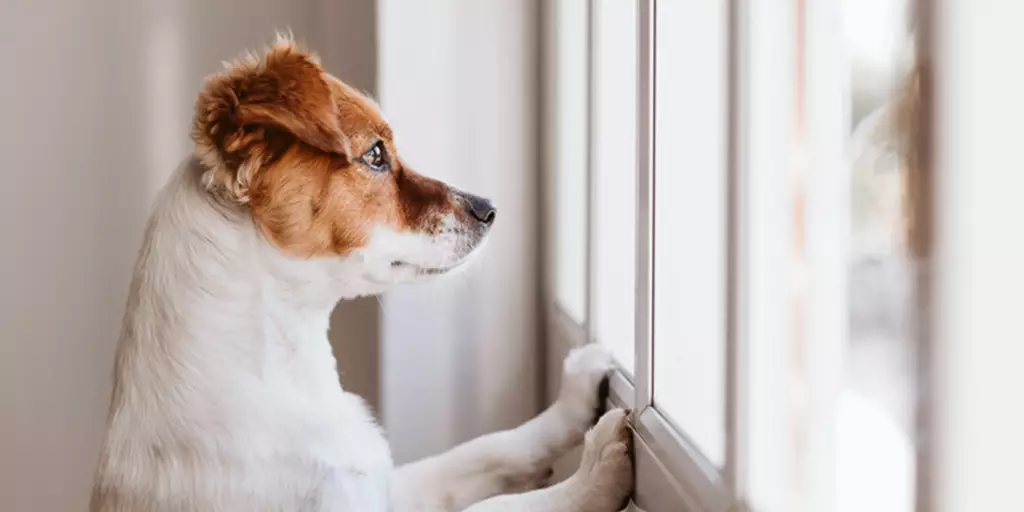Bored to be Wild: Preventing Bad Dog Behaviors Caused by Boredom
