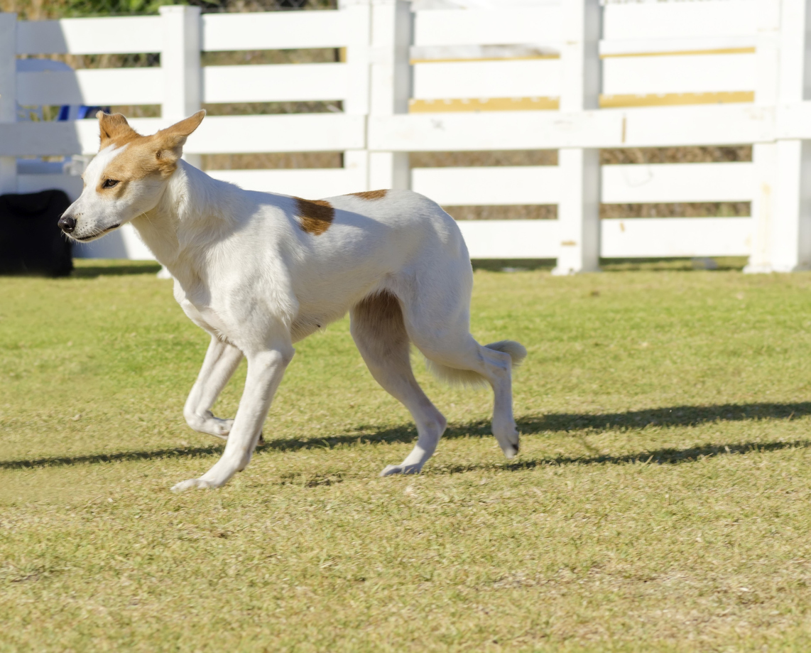 how do you groom canaan dog