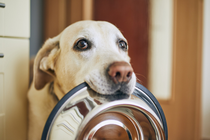 Dog territorial sales over food