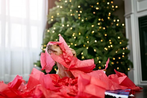 A dog playing with wrapping paper from under a Christmas tree.