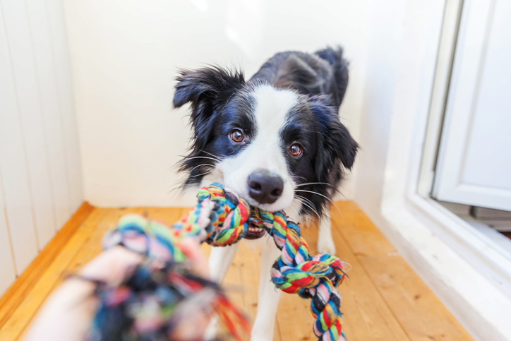 Ways to Give Your Dog More Mental Stimulation