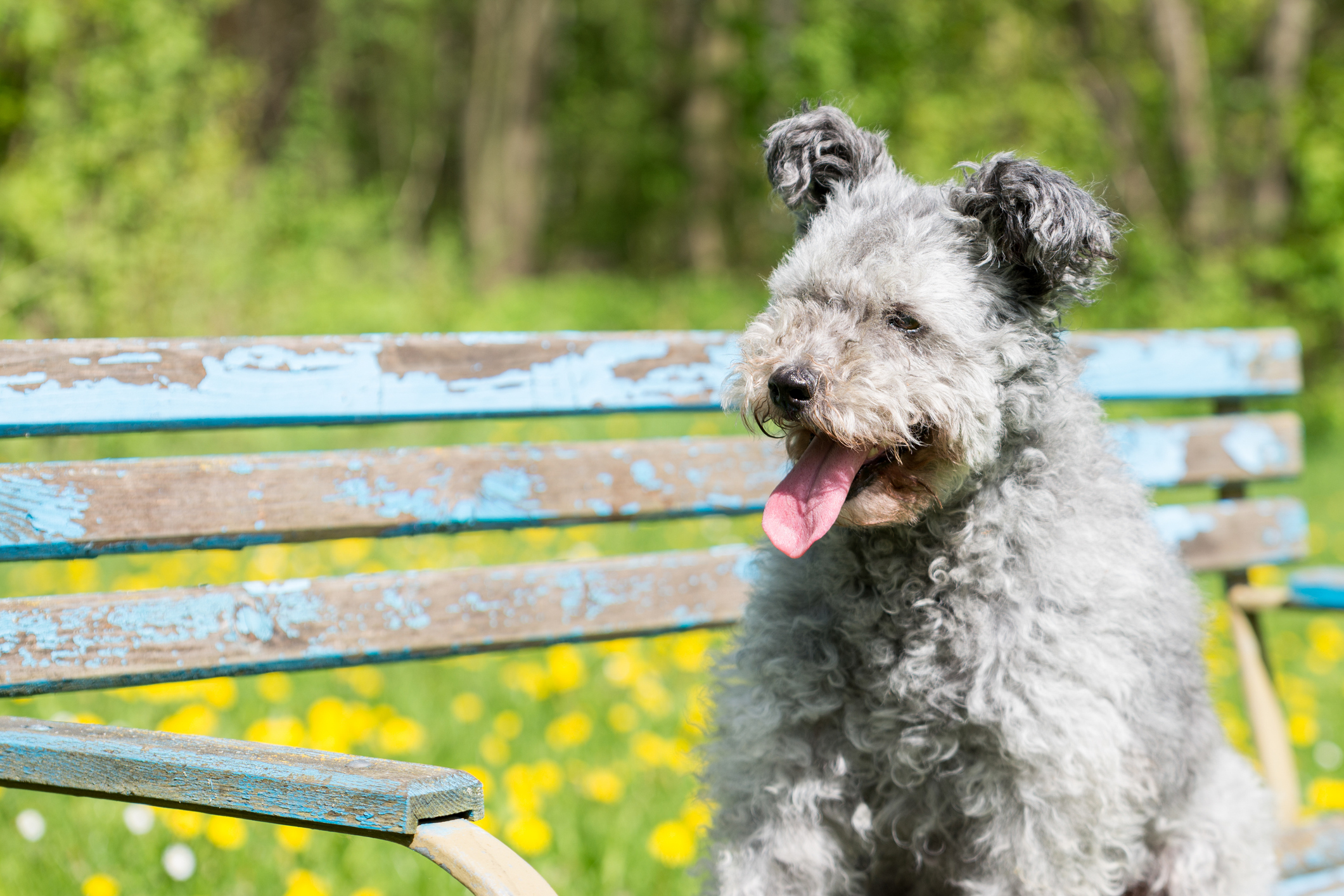 what health problems do pumi have