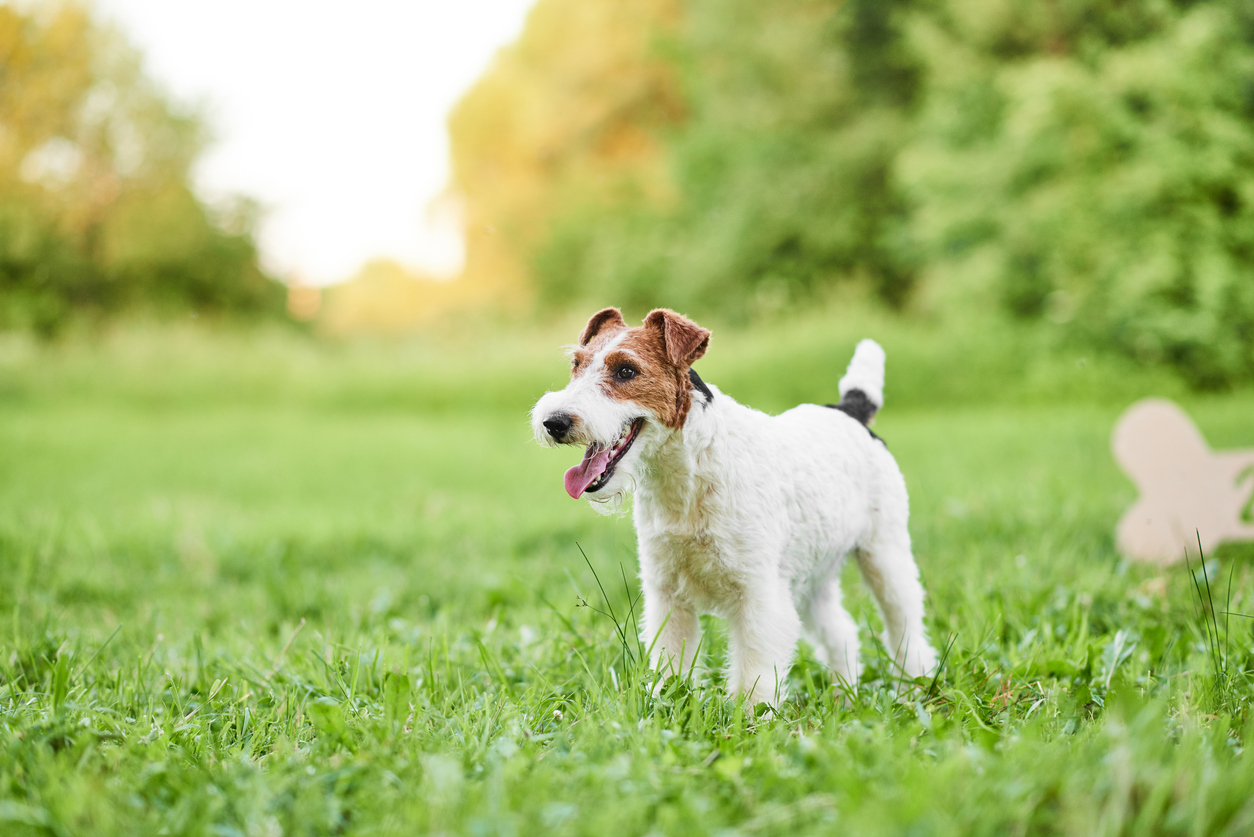 Wire hair clearance fox terrier hypoallergenic