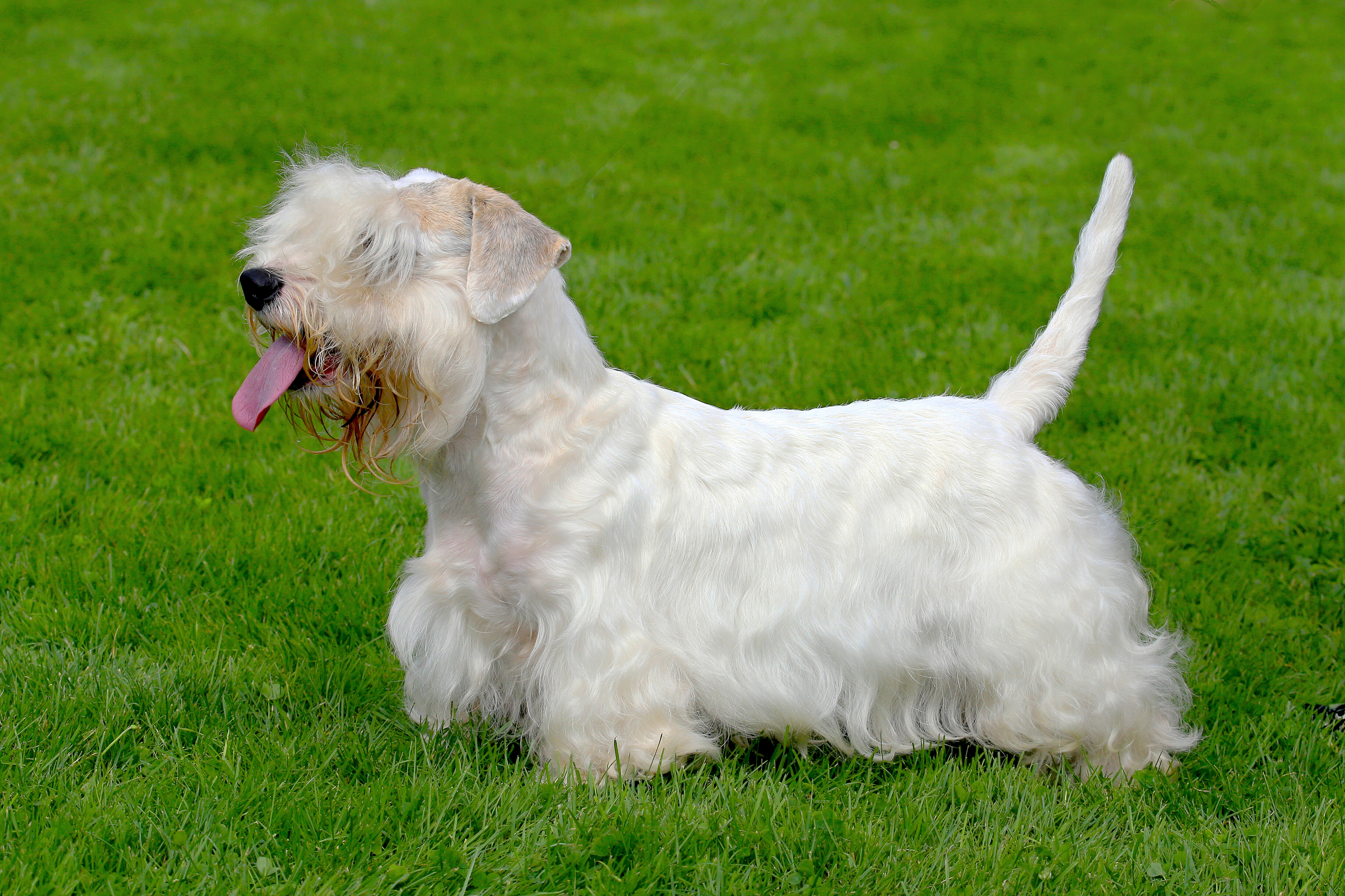 Sealyham Terrier at a Dog Show in the Current Year