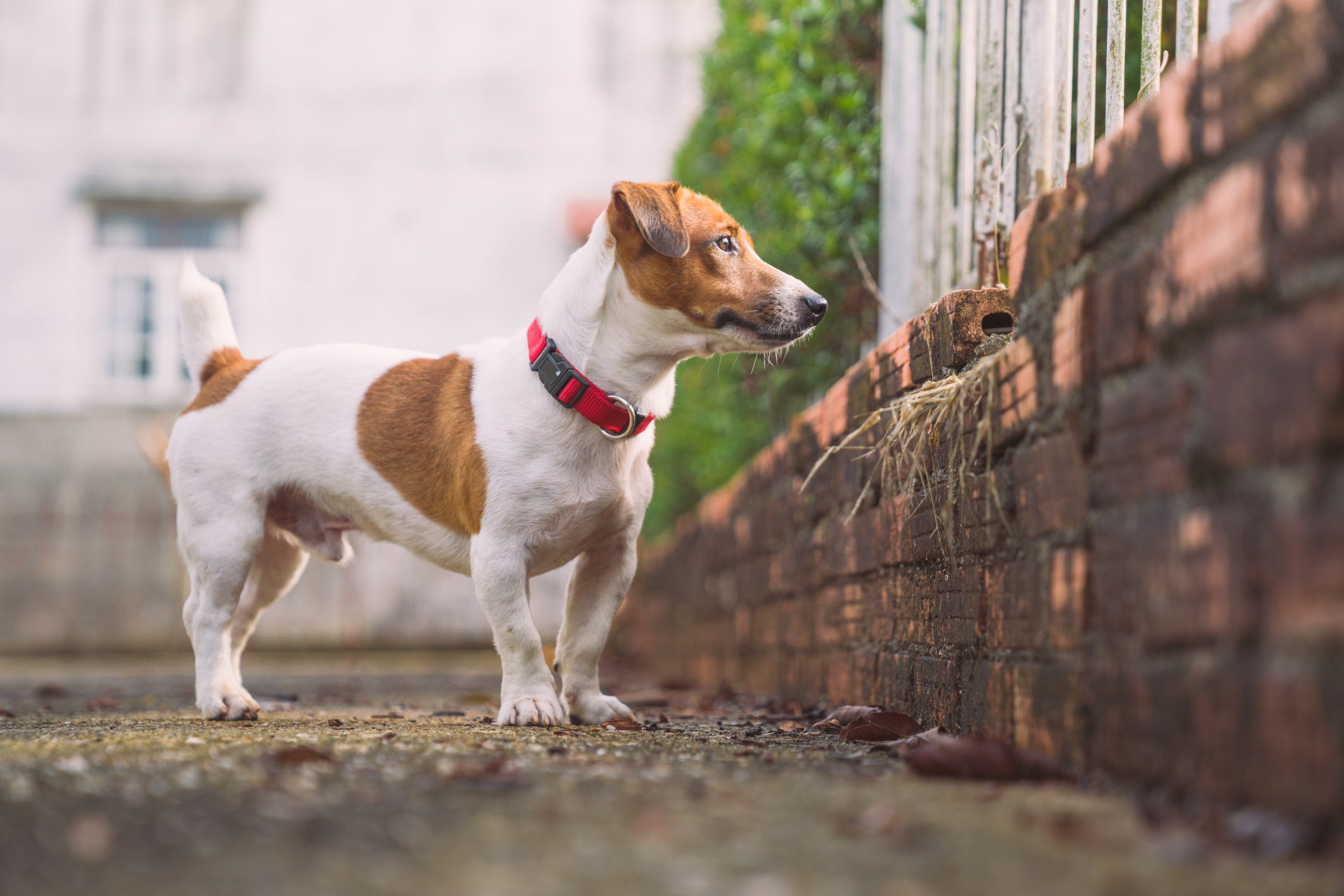 how to train a jack russell terrier