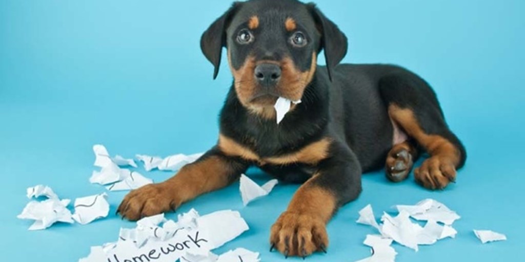 My Dog ate My Homework: Training your Puppy by Using Corrections