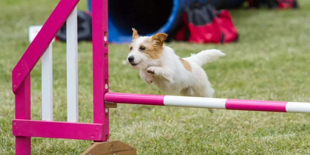 How to build your own dog obstacle course