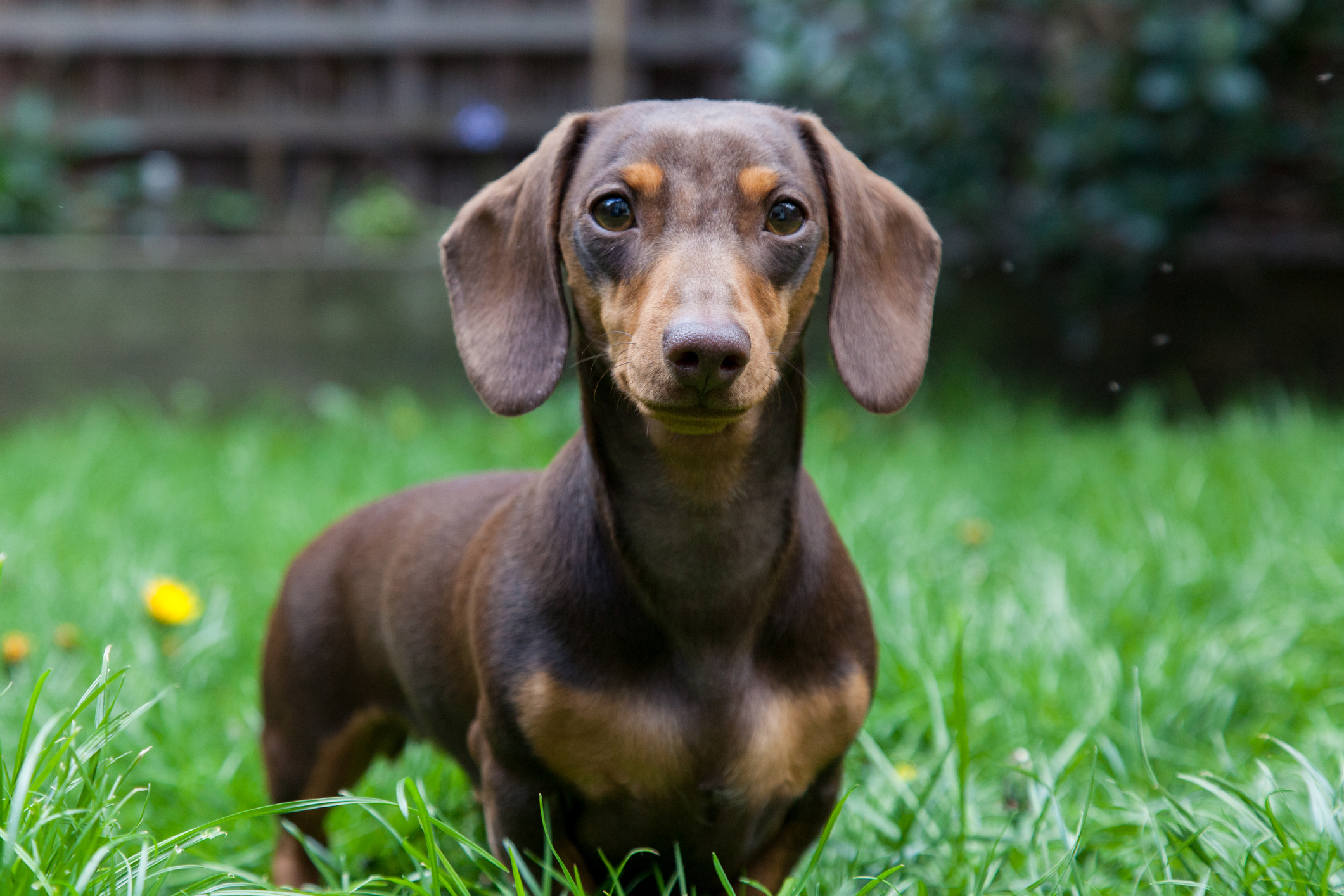 Are Dachshunds Good Family Dogs? A Comprehensive Guide To The Wurst (and Best) Sausage Dog