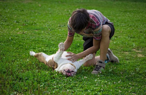 A dog enjoying a belly rub from their pet parent.