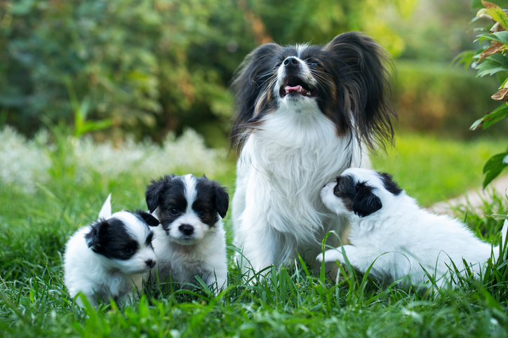 how early can a dog have puppies safely