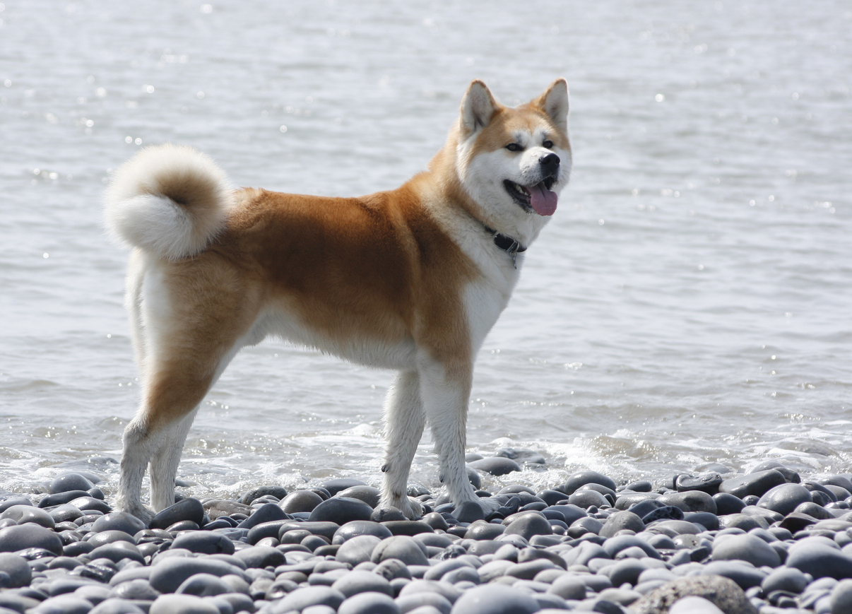 can a akita and a cane paratore be friends