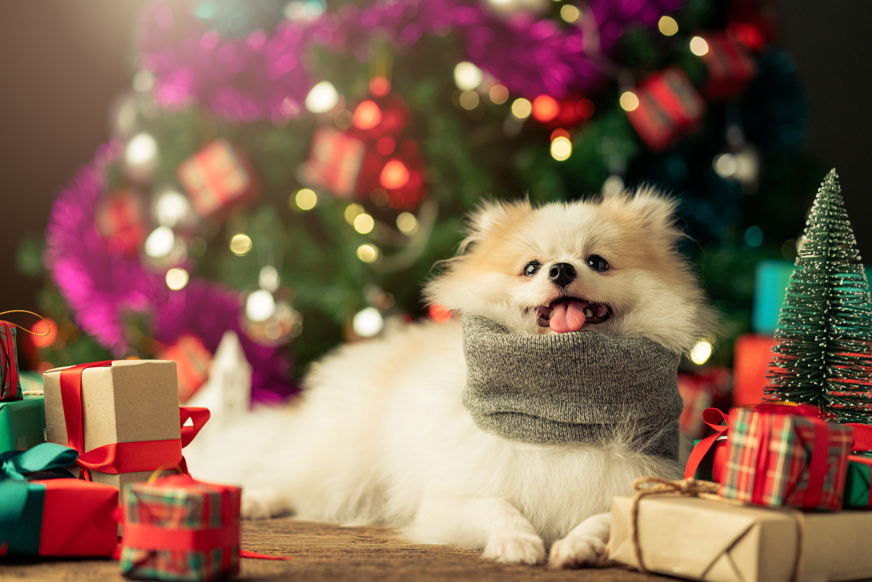 Pawsome Stocking Stuffers 10 Perfect Holiday Gifts for Your Dog