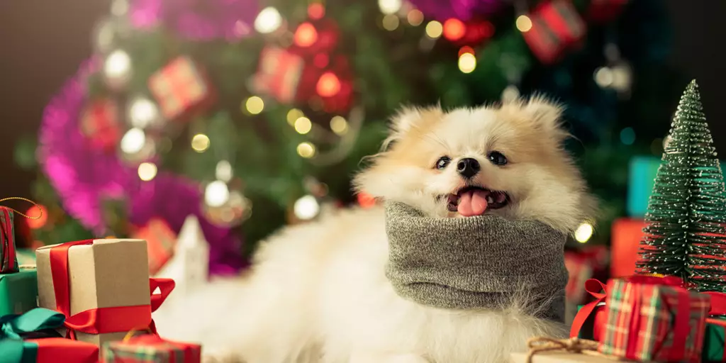 10 Christmas Gifts for Your Dog
