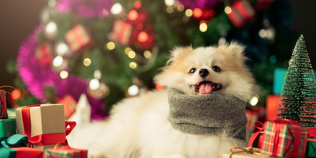 Cute Pet Gifts That'll Be Very Paw-Popular This Holiday Season