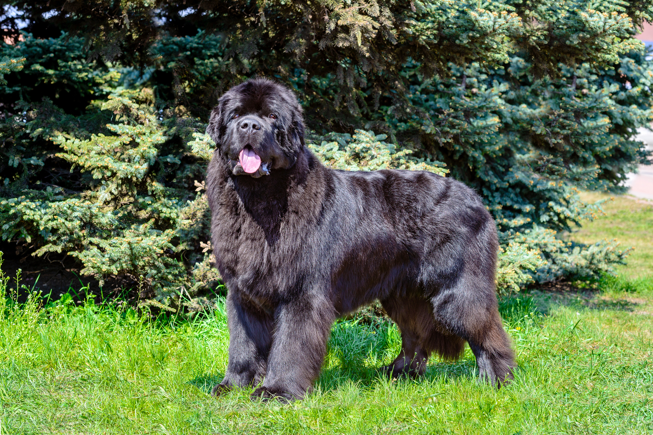 how much weight should a newfoundland puppy gain