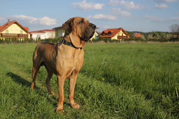 What is the average size of a Fila Brasileiro? - Quora