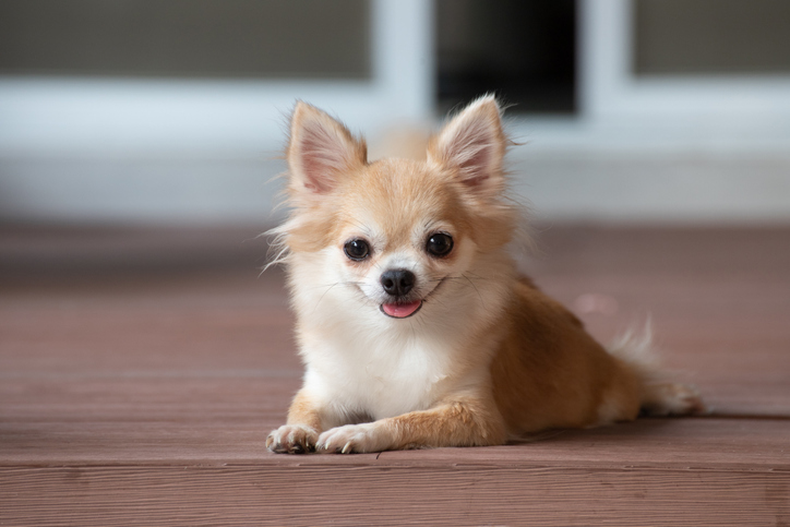 Where Do Chihuahuas Come From The Dog Blog Expert Advice For Pet 