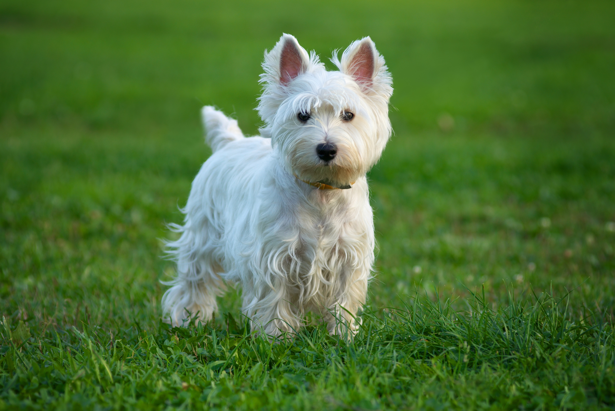What Bones Are Safe For A West Highland White Terrier