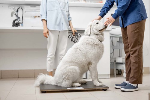 A dog being weighed to check for obesity.