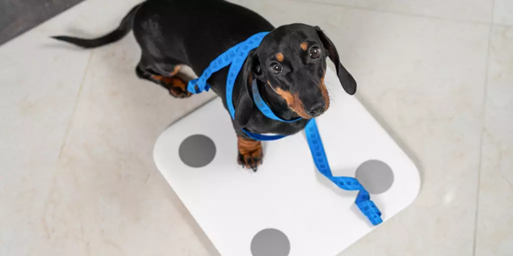 Puppy Weight Chart: This is How Big Your Dog Will Be