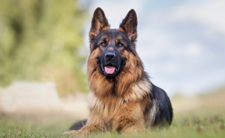 What Dog Breed Am I? Quiz & Fun Facts