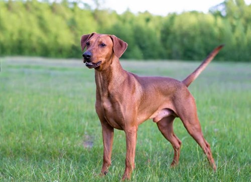 A dog showing they are alert by their tail placement.