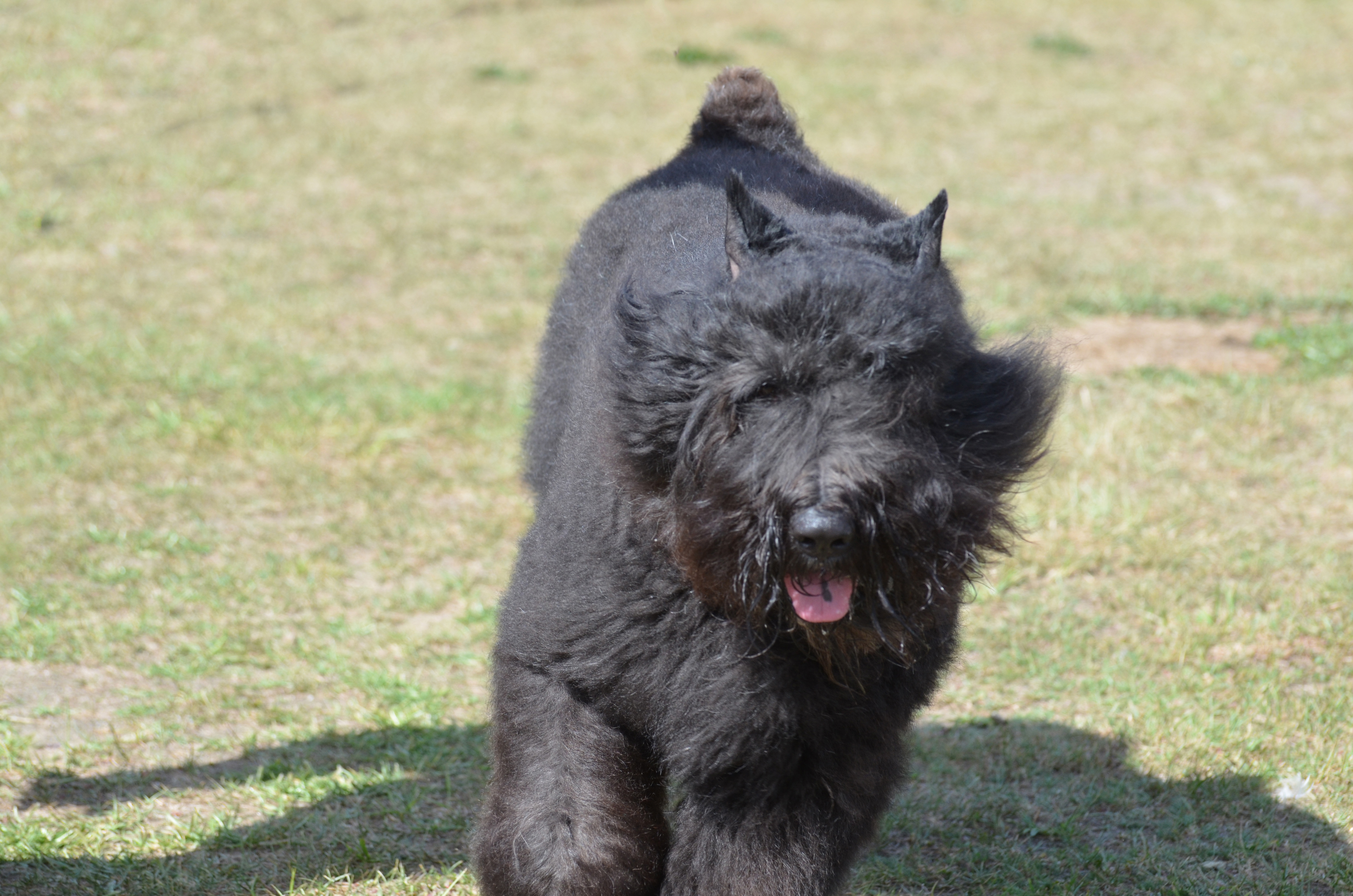 Flanders fashion dog breed