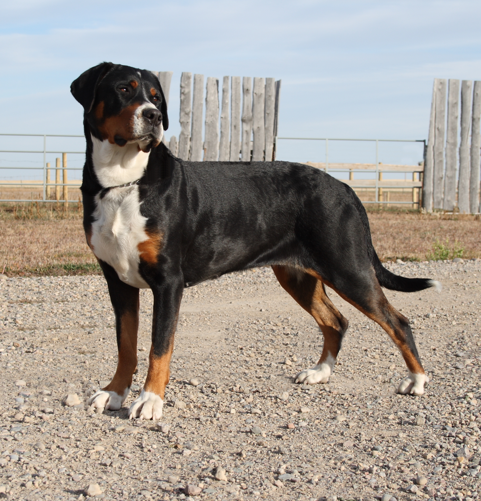 greater swiss mountain dog pit boxer mix