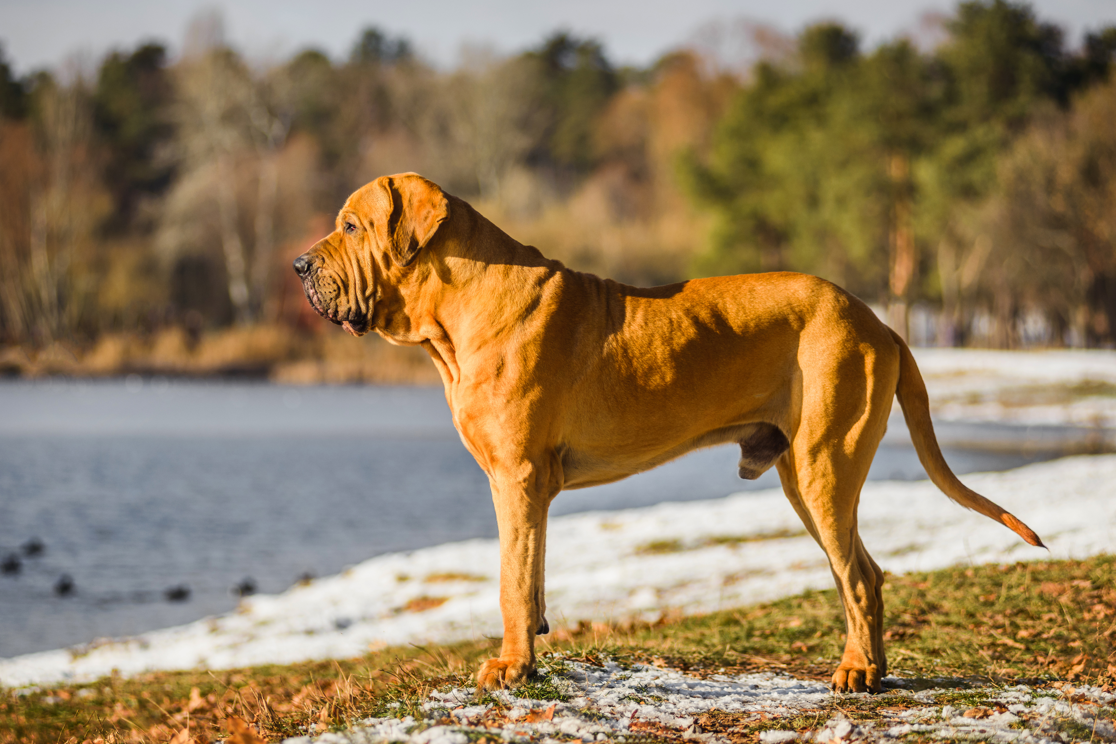Dog Fila Brasileiro: traits, characteristics and origin