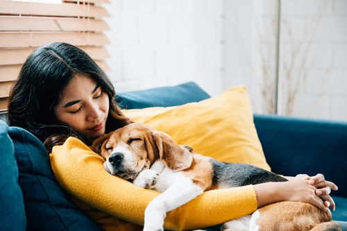 Pet parent bonding and cuddling with their beagle.