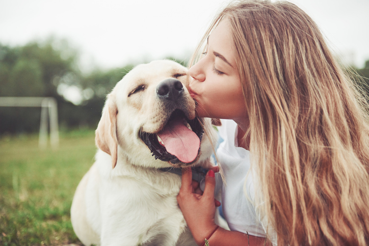 Original best sale labrador dog