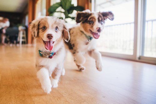 Two puppies with the zoomies running across a floor.