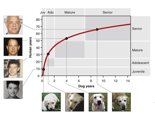A Cell Press chart of how to calculate dog years.