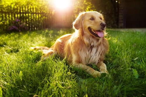 A dog showing they are relaxed by their ear placement.