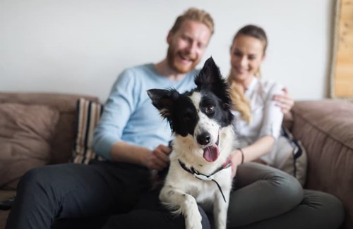 A dog sitting with their pet parents that is showing they are happy by their tail and ears movements.