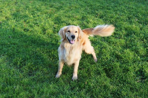 A dog showing that they are happy with their tail movement.