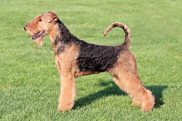 Airedale Terrier