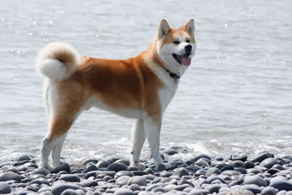 Akita