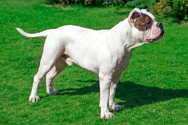 American Bulldog