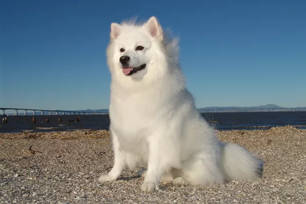 American Eskimo Dog