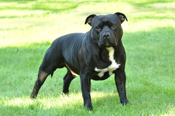 American Staffordshire Terrier