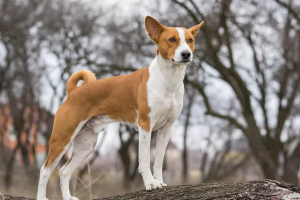 Basenji