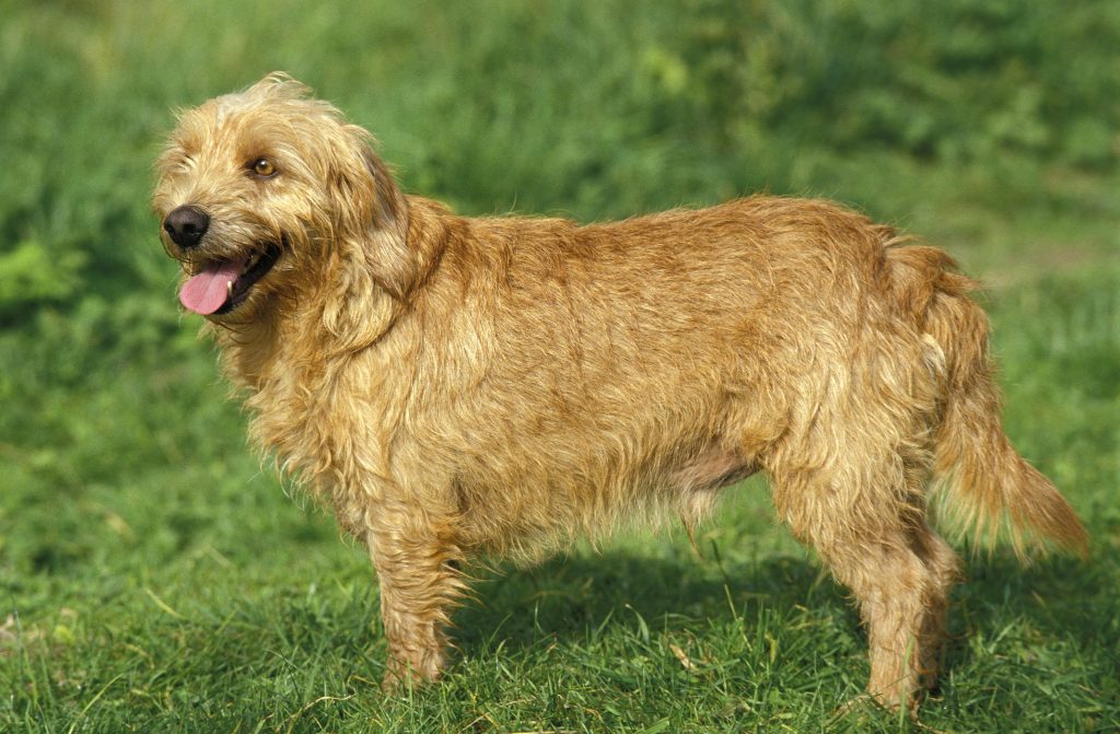 Basset Fauve De Bretagne standing in the grass